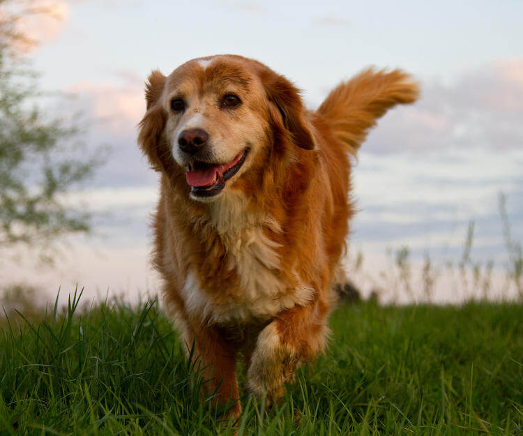 Golden Retriever