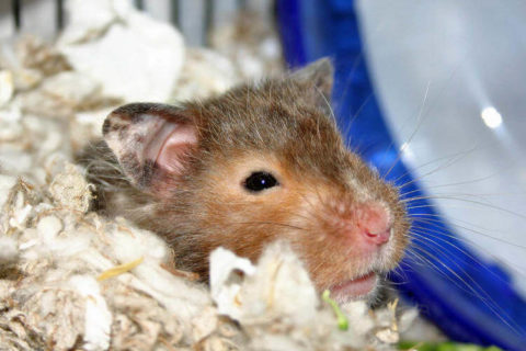 Hamster Yatağı Yapımı