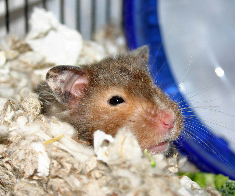 Hamster Yatağı Yapımı