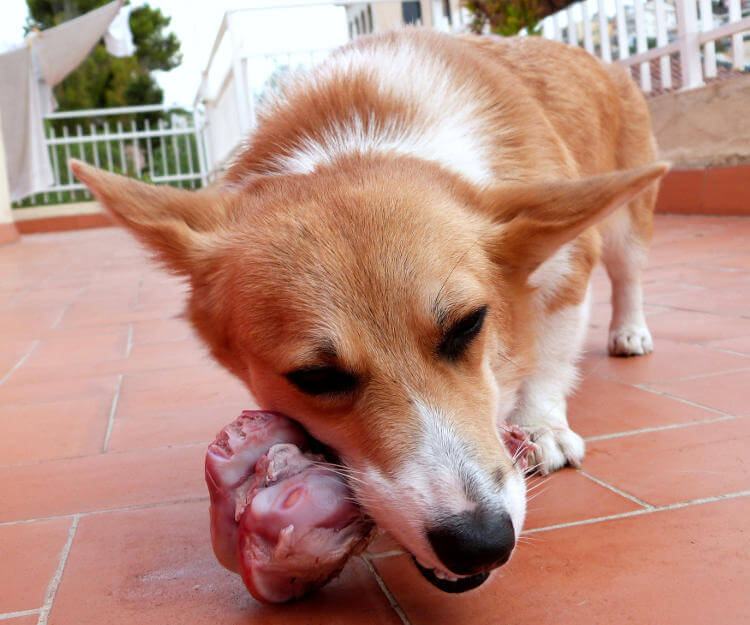kusan köpek ne yemeli