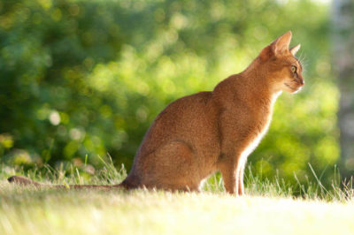 Abyssinian Kedisi