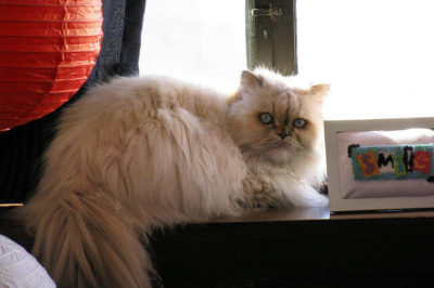 Kedi Himalayan