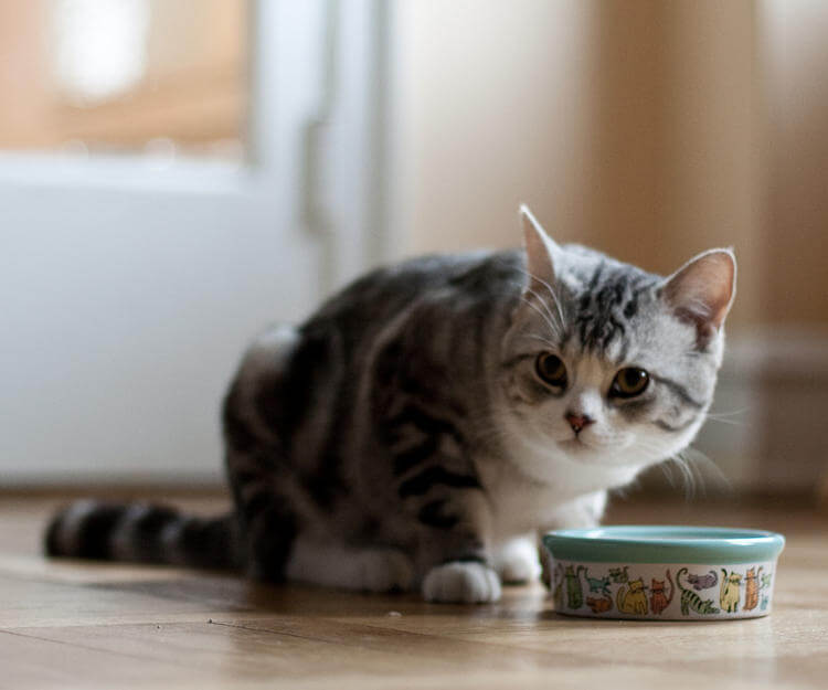 Kediler nasıl beslenir