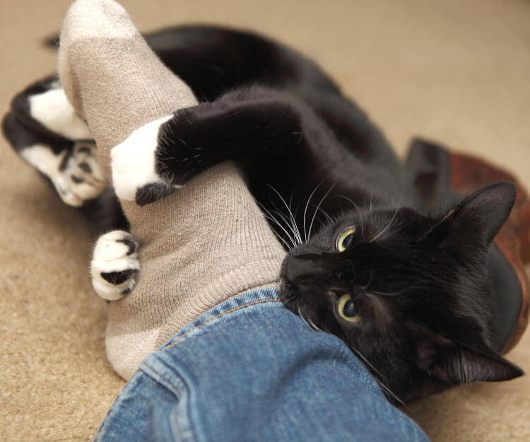 Kediler neden ısırır