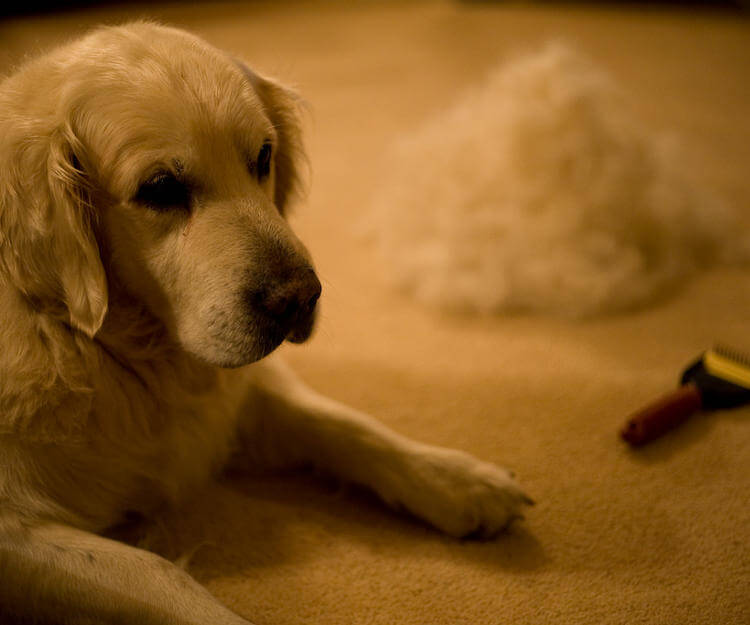 Köpeğimi neden taramalıyım