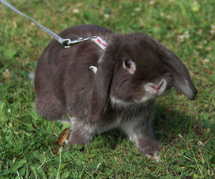Mini Lop Tavşanı