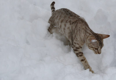 Ocicat Kar Üstünde