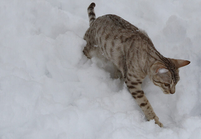 Ocicat Kar Üstünde