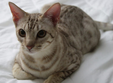 Ocicat Kedisi