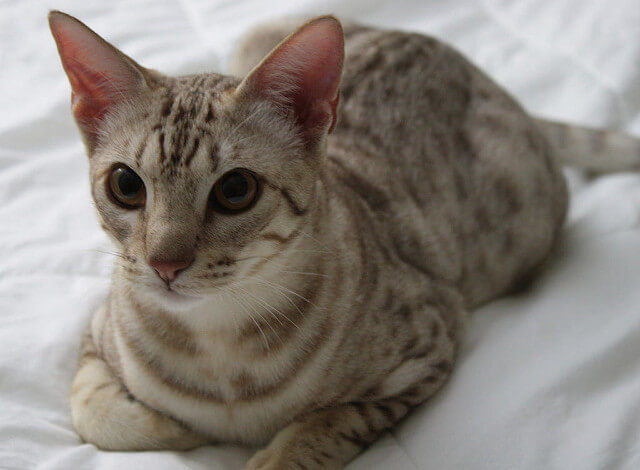 Ocicat Kedisi