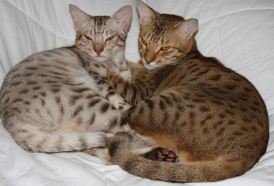 Ocicat Kedileri