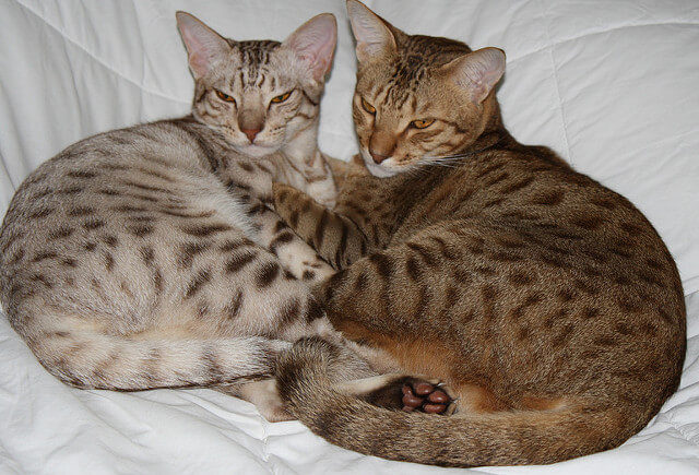 Ocicat Kedileri