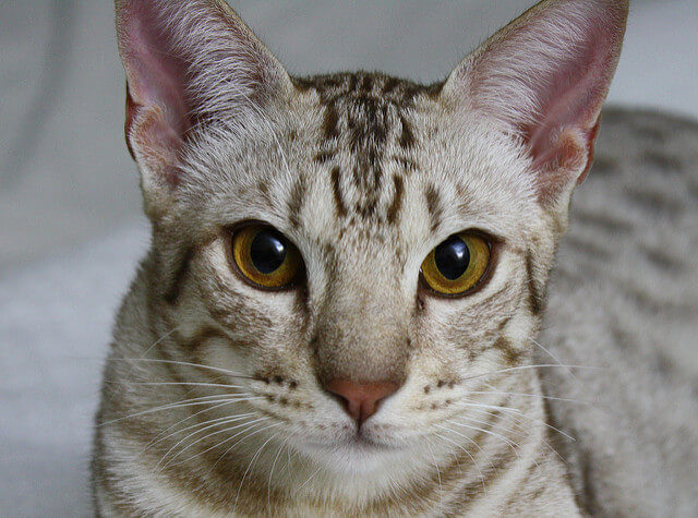 Ocicat Kedisi