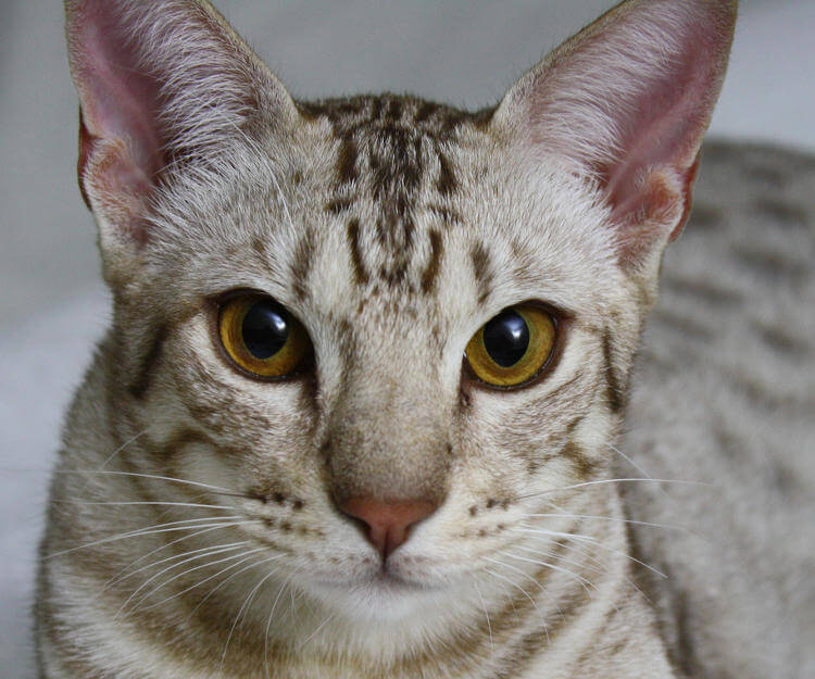 Ocicat Kedisi