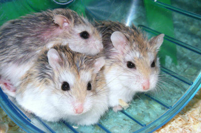 Plastik Hamster Çarkı