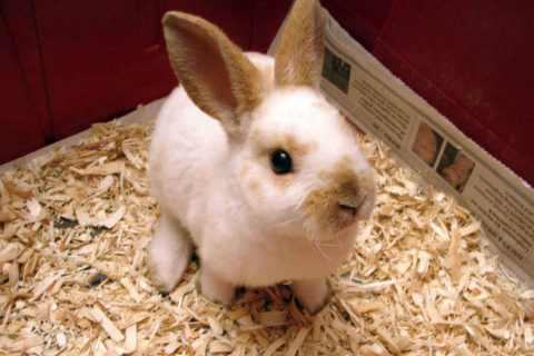 Rex Tavşanı