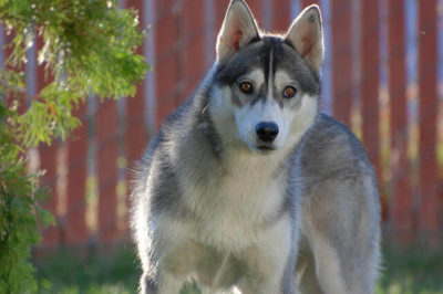 Sibirya Kurdu Özellikleri
