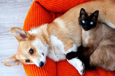 Siyam Kedisi ve Pembroke Welsh Corgi