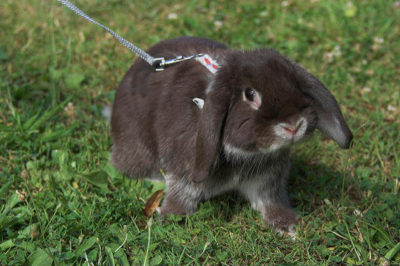 Mini Lop Tavşanı