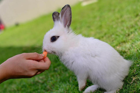 Tavşan Bakımının 10 Kuralı