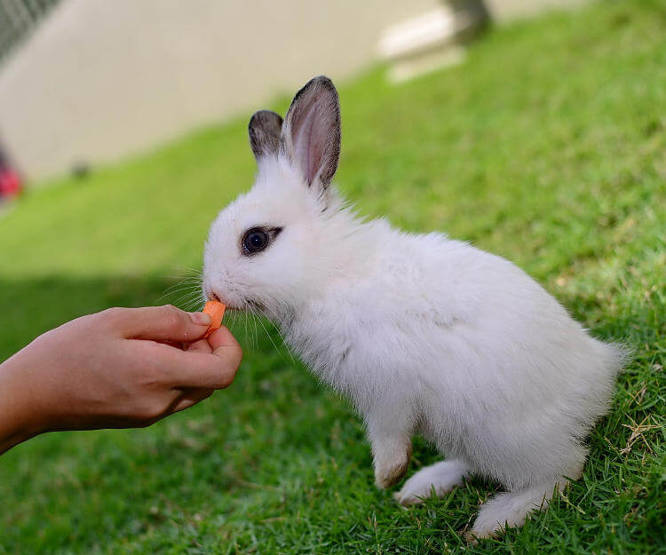 Tavşan Bakımının 10 Kuralı