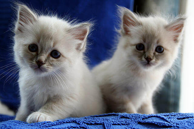 Yavru Birman Kedisi