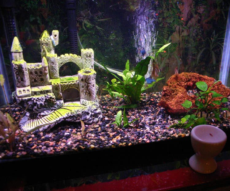 Akvaryum dekorasyonu nasıl yapılır