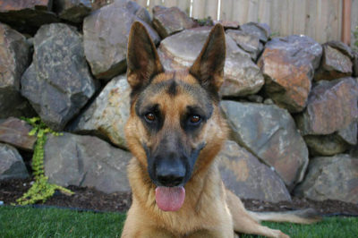 Alman Çoban Köpeği