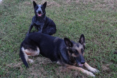 Alman Kurdu ve Avustralya Sığır Köpeği