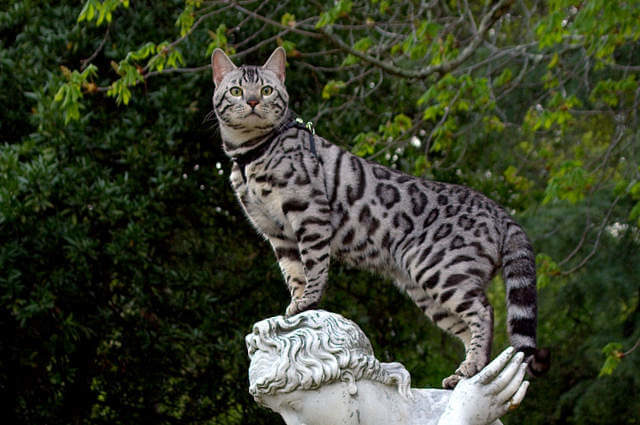 Bengal Kedi