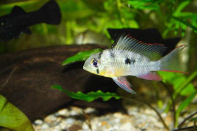 Bolivian Ram