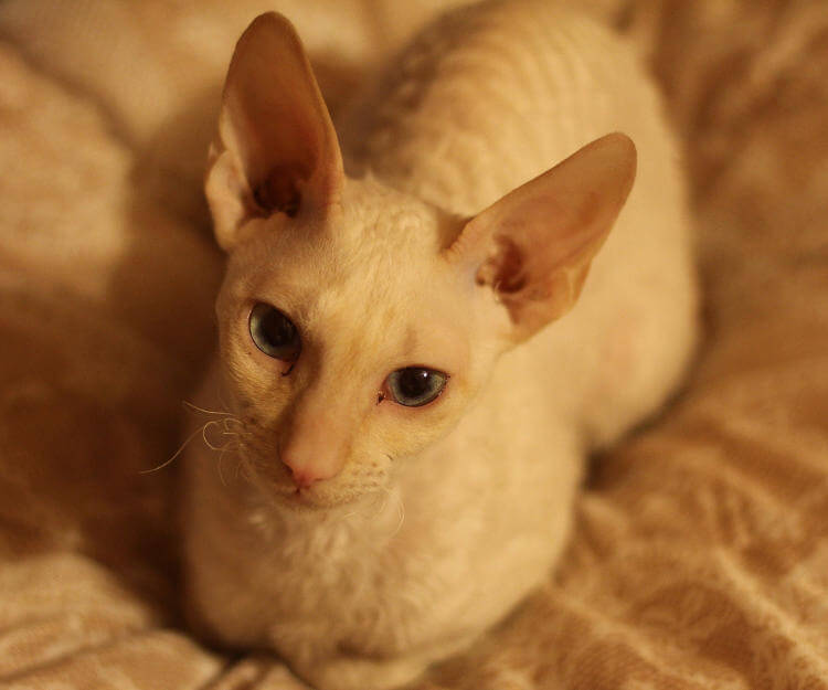 Cornish Rex Kedisi