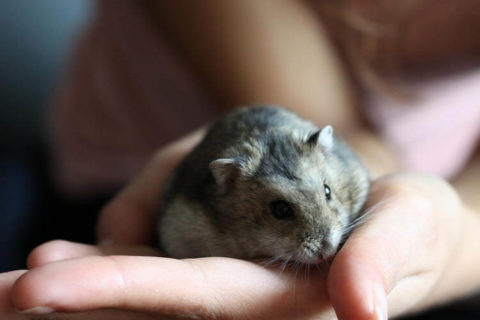 Hamster Sahiplerinin Yaptığı 10 Hata