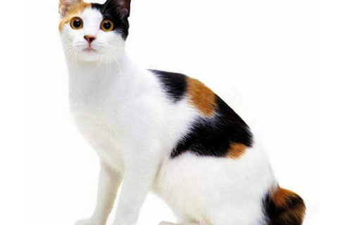 Japon Kıvrık Kuyruk