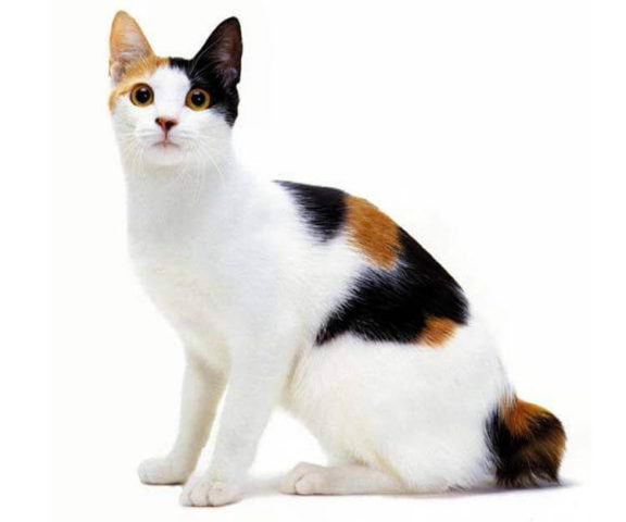 Japon Kıvrık Kuyruk