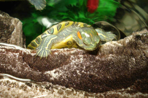 Kaplumbağa Bakımı