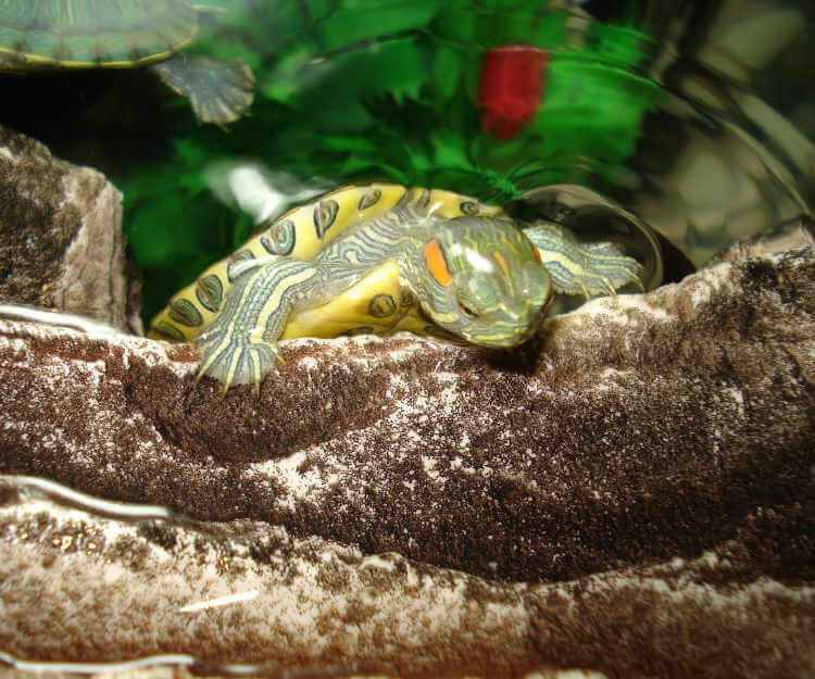 Kaplumbağa Bakımı