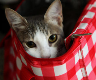 Kediler neden saklanır