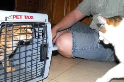 Kedileri Birbirine Alıştırmak