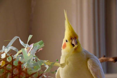 Lutino Sultan Papağan