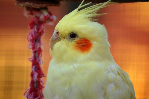 Lutino Sultan Papağanı