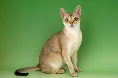 Singapur Kedisi - Singapura Kedisi