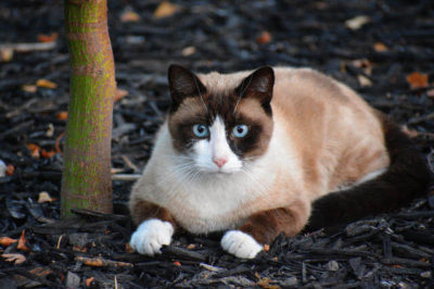Snowshoe Kedi