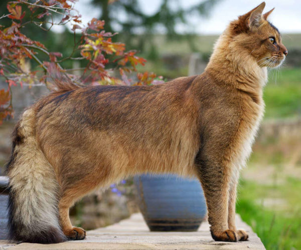 Somali Kedisi | evcil hayvan market