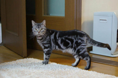 American Shorthair Kedi