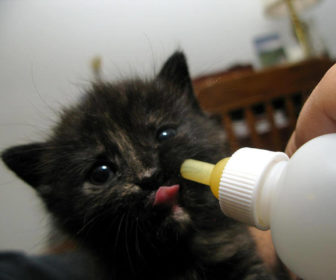 Biberonla Kedi Besleme