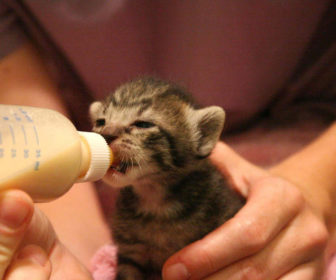 Biberonla Yavru Kedi Besleme