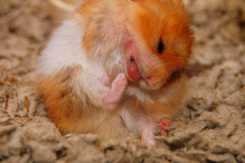Hamster nasıl temizlenir