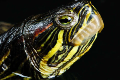 Kaplumbağa Hastalıkları