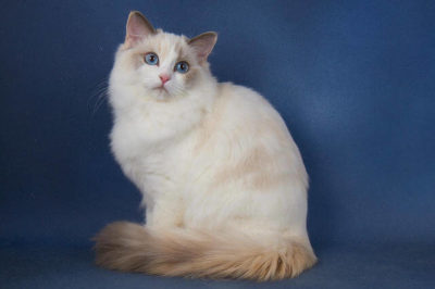 Ragdoll Kedisi